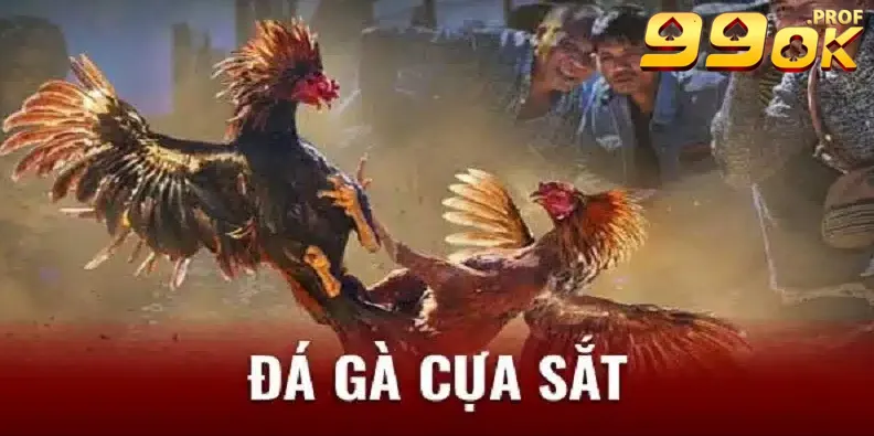 Giới thiệu bộ môn đá gà cựa sắt lôi cuốn