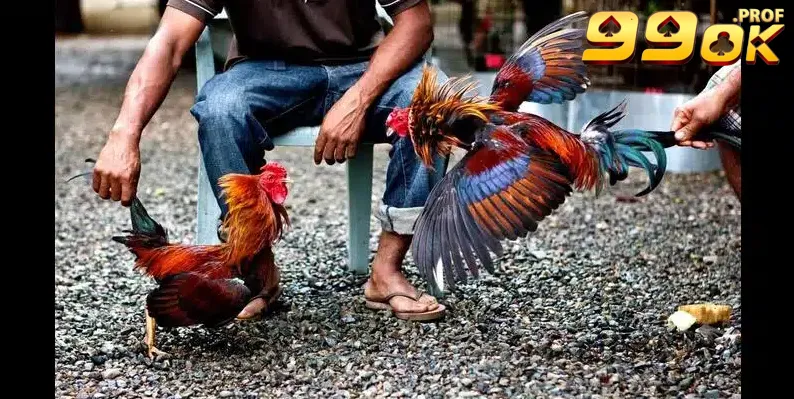Đá Gà Cựa Sắt Hình Thức Giải Trí Cá Cược Số 1 Vạn Người Yêu Thích 3 Hình thức gà đá cựa sắt phổ biến số 1 trên thị trường