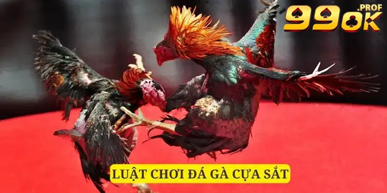 Đá Gà Cựa Sắt Hình Thức Giải Trí Cá Cược Số 1 Vạn Người Yêu Thích 4 Luật quy tắc riêng với loại hình đá gà cựa sắt bạn nên biết