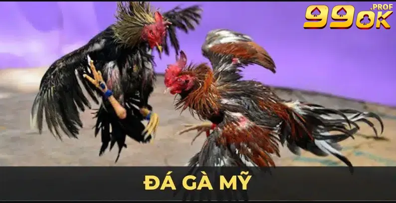 đá gà mỹ hay
