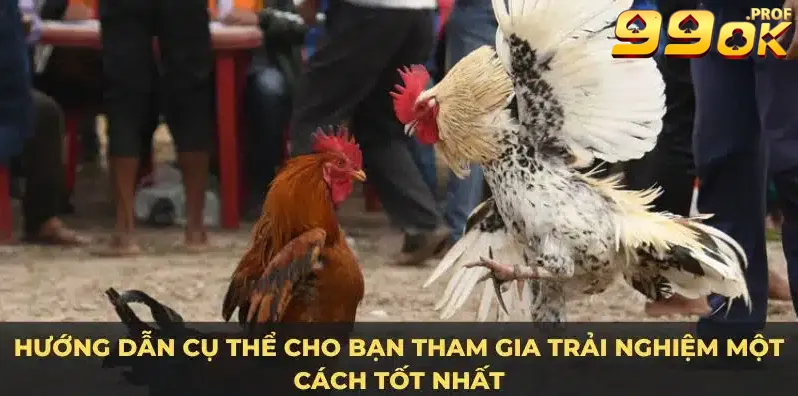 Đá Gà Mỹ 99OK – Top 1 Đỉnh Cao Dành Cho Đam Mê Cá Cược 2 Những ưu điểm của đá gà Mỹ này khiến bạn không thể cưỡng lại