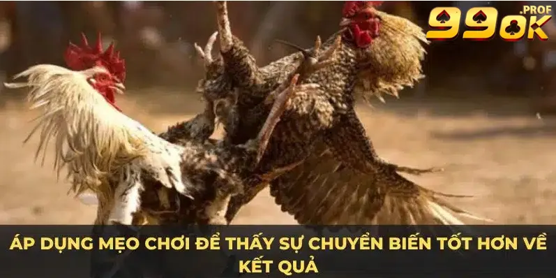 Đá Gà Mỹ 99OK – Top 1 Đỉnh Cao Dành Cho Đam Mê Cá Cược 4 Áp dụng mẹo chơi để có hiệu quả tốt hơn