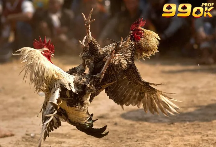 Những điều nên biết về Đá Gà Shamo là gì?