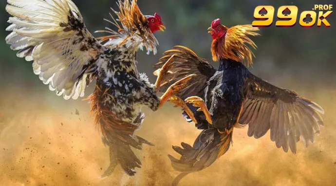 Đá Gà Shamo – Trải Nghiệm Đấu Trường Chiến Kê Đẳng Cấp Nhất Hiện Nay! 6 Các giống Đá Gà Shamo được ưa chuộng nhất