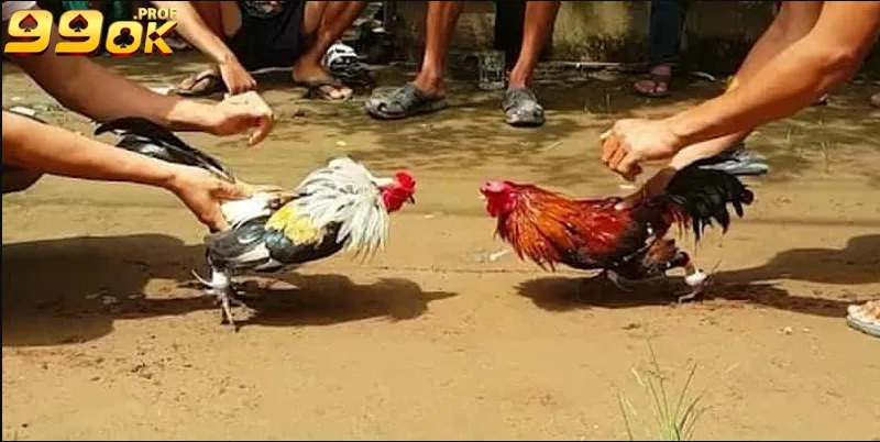 Đá gà thomo tại 99ok mang đến những phút giây thư giãn đầy thú vị