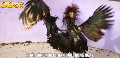Đá gà thomo 99ok phát sóng trực tiếp nhiều trận đấu trong ngày