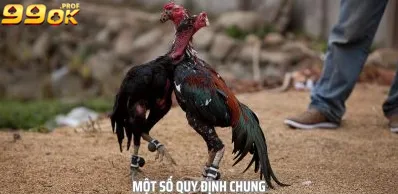 Các quy định chung của đá gà thomo tại nhà cái 99ok