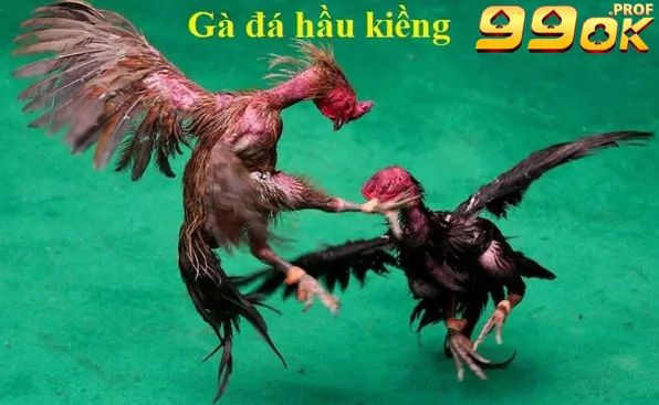 Đặc Điểm Của Gà Đá Hầu Kiềng