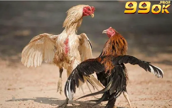 Gà Đá Hầu Kiềng Chuyên Mục Hot Nhất Trên 99OK Năm 2025 3 Kỹ năng tấn công và phòng thủ