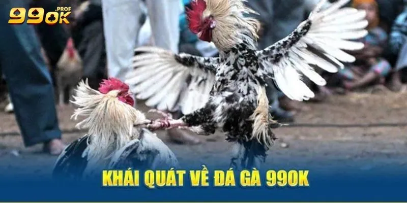 Đá Gà 99ok 1 Giới thiệu sơ lược về sân chơi đá gà 99ok