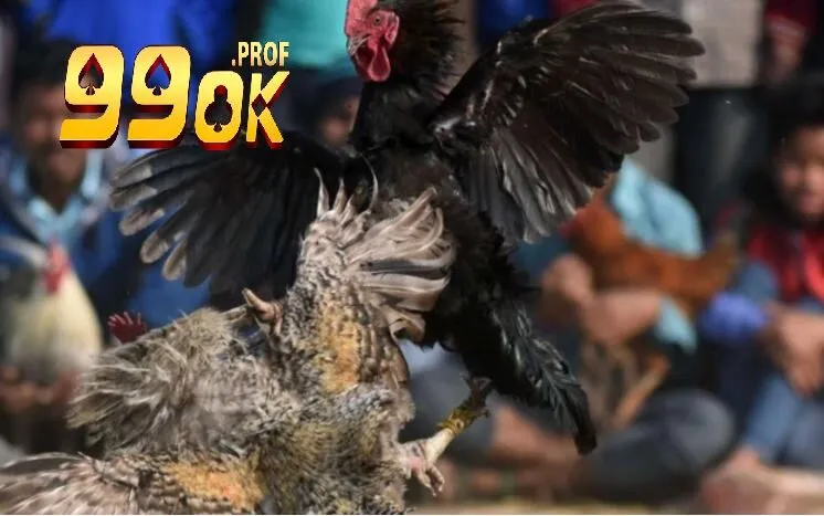 Đá Gà Asil Những Trận Đấu Kịch Tính Hấp Dẫn Tại 99OK 3 Mẹo đặt cược thắng lớn khi xem Đá Gà Asil 99OK