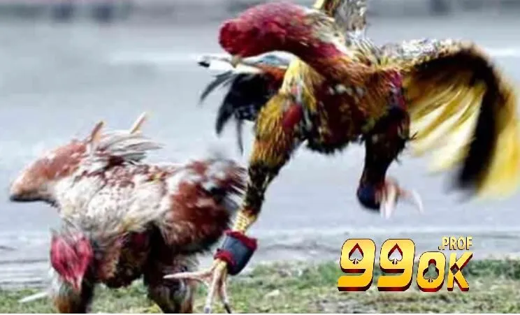 Hướng dẫn tham gia Đá Gà Asil 99OK