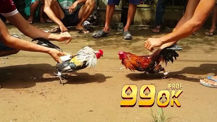 Đá Gà Tre – Những Luật Lệ Và Nội Quy Đá Gà Tre Tại 99OK 3 Các bước nuôi dưỡng đá gà tre