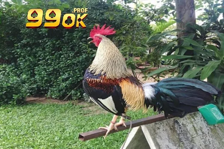 Đá Gà Tre – Những Luật Lệ Và Nội Quy Đá Gà Tre Tại 99OK 4 Giống đá gà tre - Gà Saigon